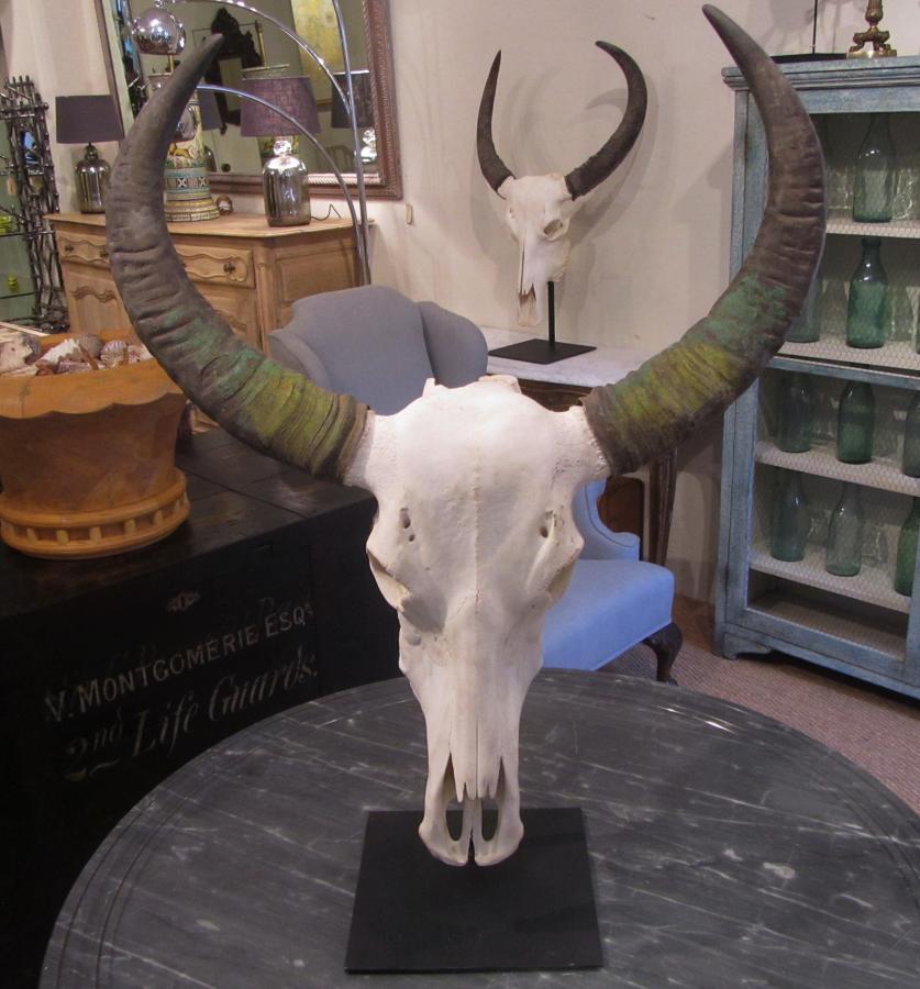 Mounted buffalo skulls with horns