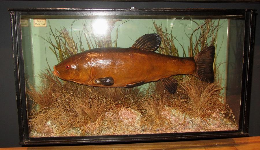 A cased taxidermy fish