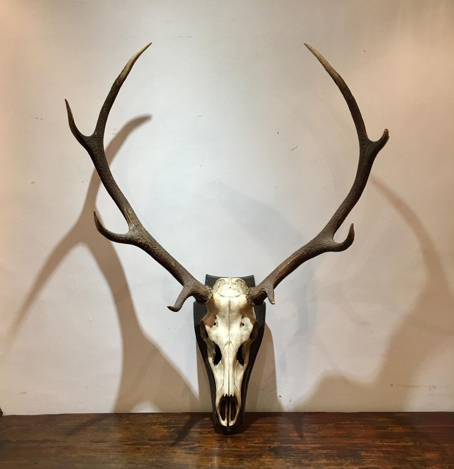 A Red Deer Stag Trophy