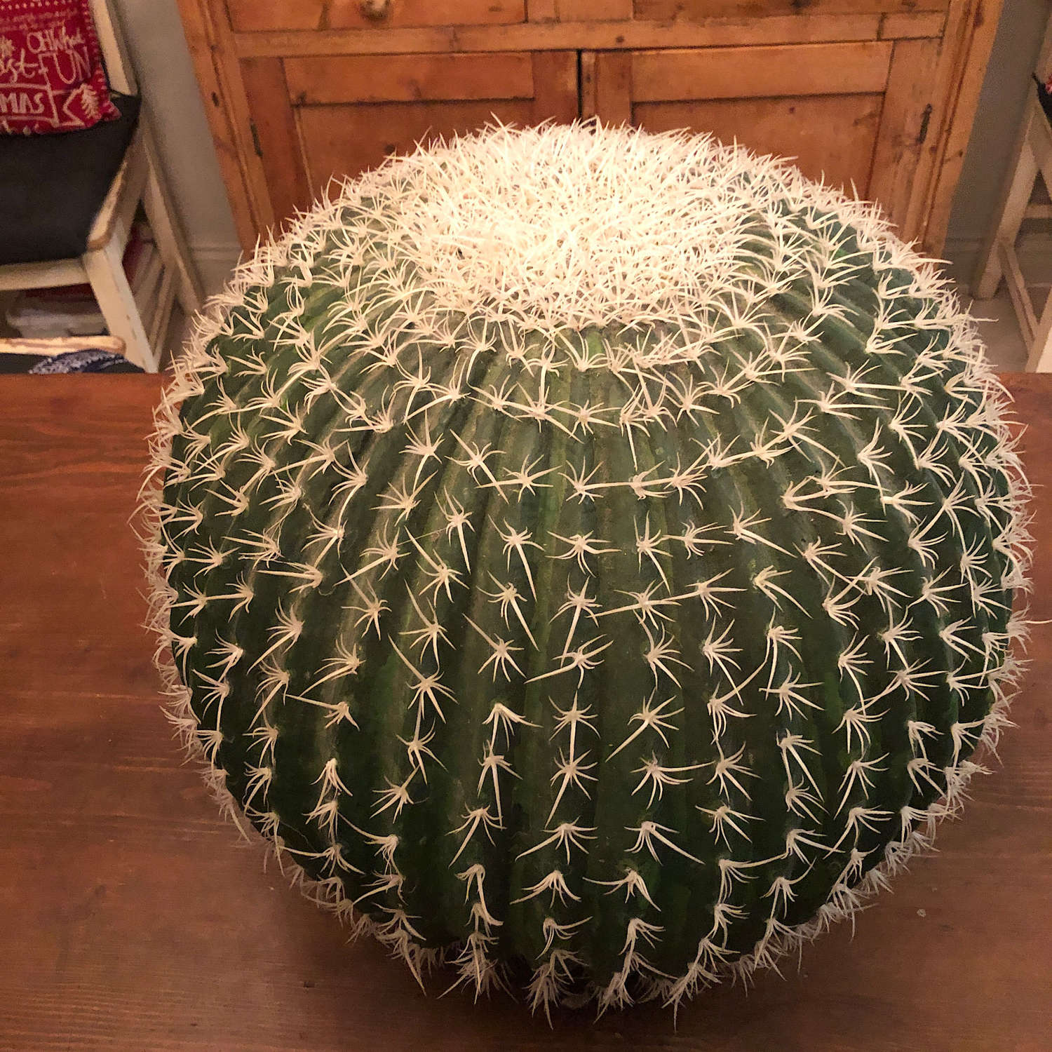 A 1970’s Faux Golden Barrel cactus